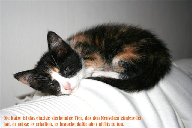 Aus der Zwischenablage am 18.01.2009 23:28 eingefügt.