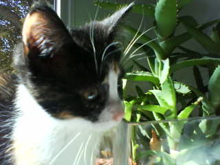 Aus der Zwischenablage am 18.01.2009 23:27 eingefügt.