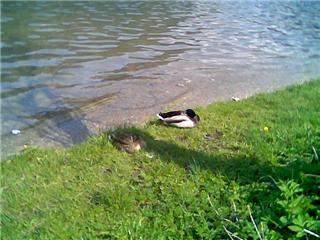 Aus der Zwischenablage am 15.01.2009 10:48 eingefügt.